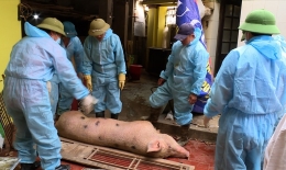 Cục Thú ý xác nhận 6 địa phương có dịch lở mồm long móng