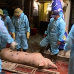 Cục Thú ý xác nhận 6 địa phương có dịch lở mồm long móng