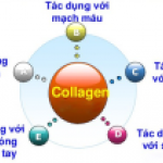 Tác Dụng Của Collagen Là Gì?