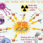 Gốc tự do và chất chống oxy hóa