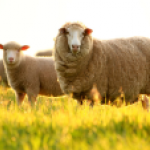 Tác dụng tuyệt vời của nhau thai cừu